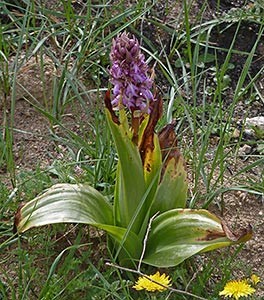 Giant Orchid - Barlia robertiana © John Muddeman